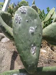 Homeopathic Remedy Coccus Cacti