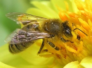 Apis Mellifera