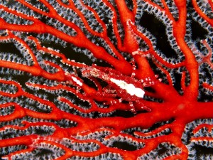 Corallium rubrum