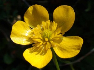 Rannunculus bulbosus