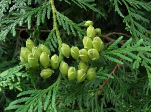 Thuja occidentalis